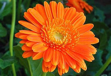 Calendula: The Skin-Soothing and Healing Flower